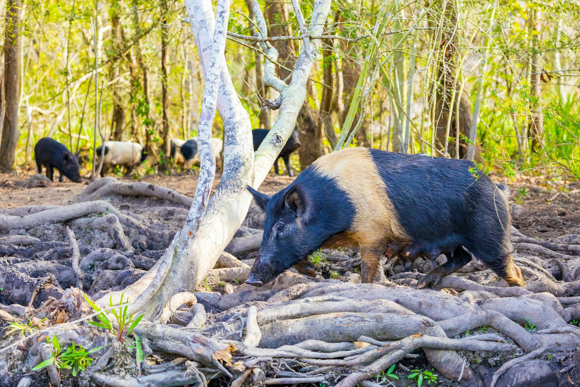 Controlling wild pigs can work if it's a group effort