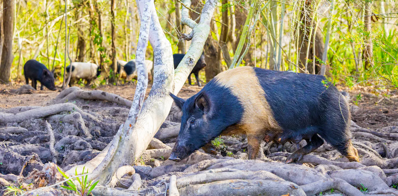 Controlling wild pigs can work if it's a group effort