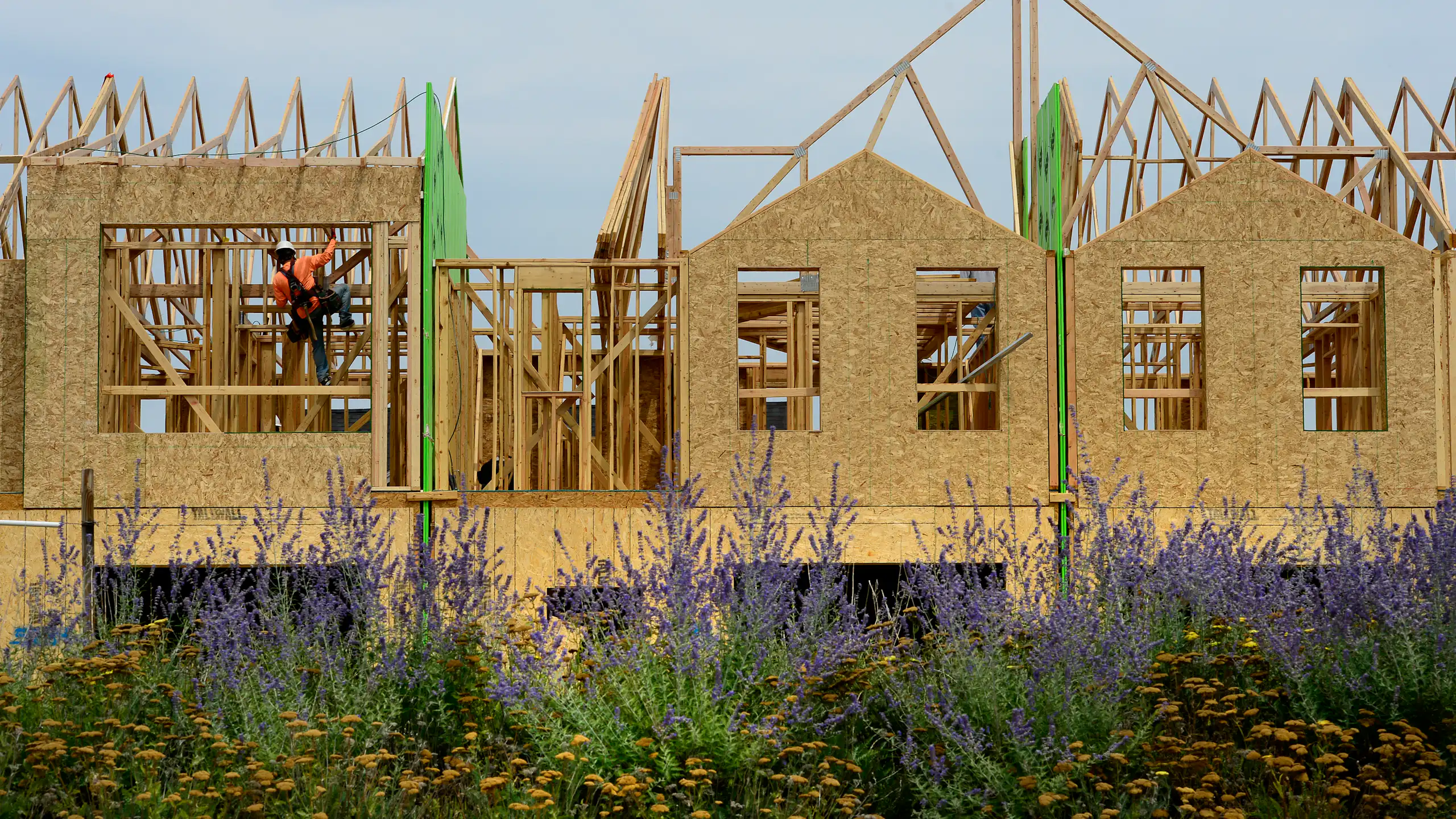 The wooden frame of a housing unit with cutouts for windows stands behind purple and yellow flowers. A man with an orange shirt and a hard hat climbs up one of the wooden beams inside the frame.