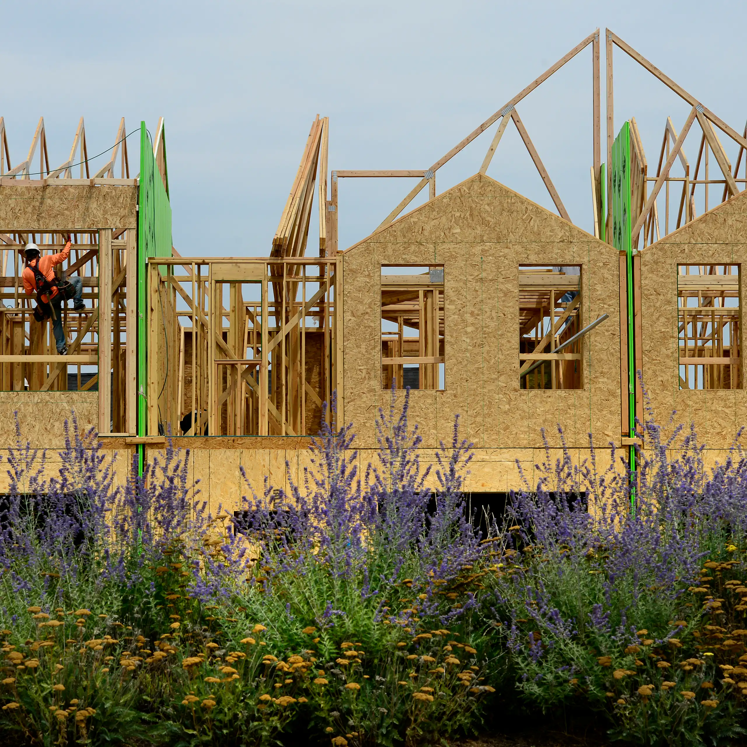 The wooden frame of a housing unit with cutouts for windows stands behind purple and yellow flowers. A man with an orange shirt and a hard hat climbs up one of the wooden beams inside the frame.