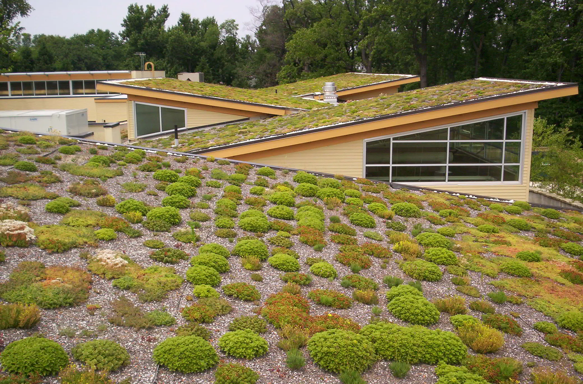 Low-lying plants known as sedums cover the roofs at a community center.