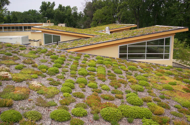 Low-lying plants known as sedums cover the roofs at a community center.