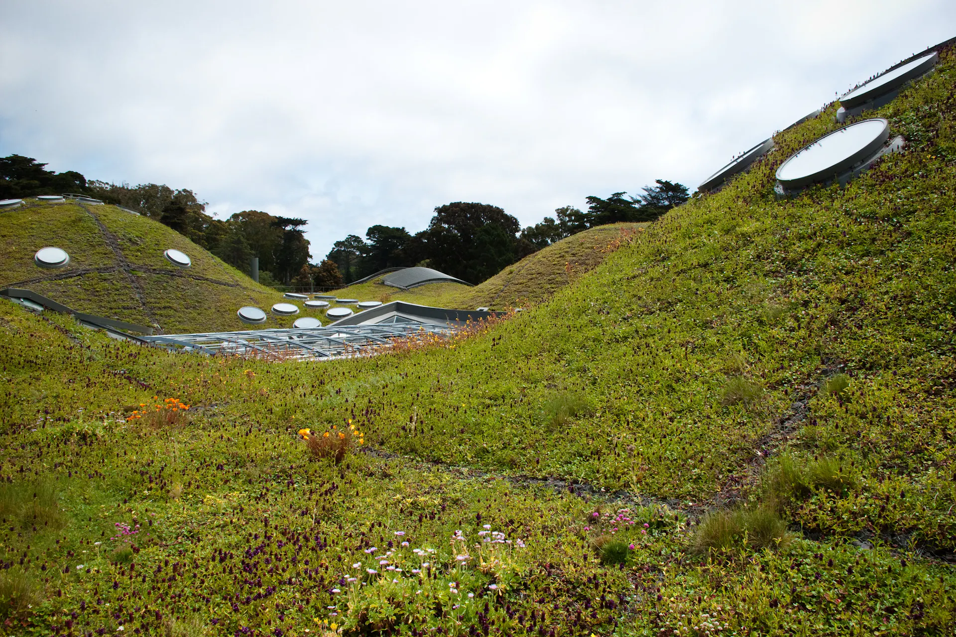 A rolling roof with window hatches is covered with low-lying green plants.