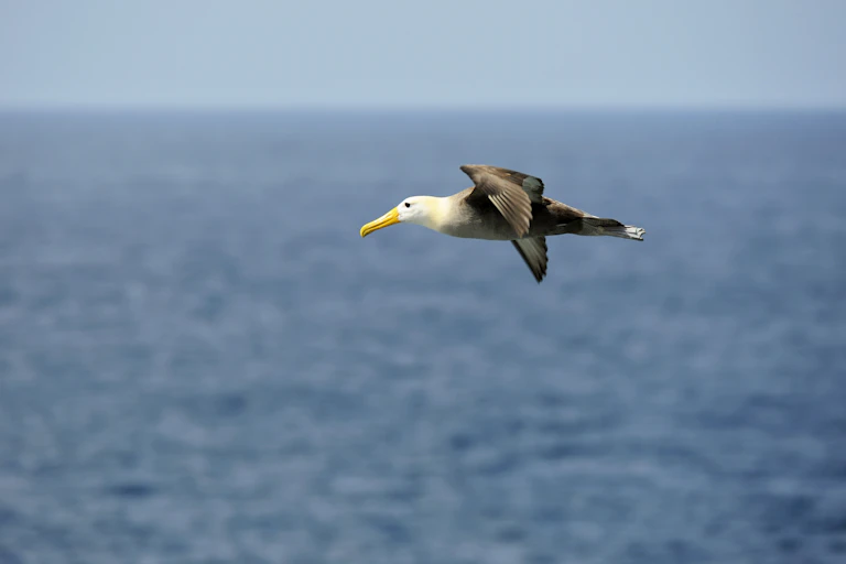 An albatross in flight above a blue sea.
