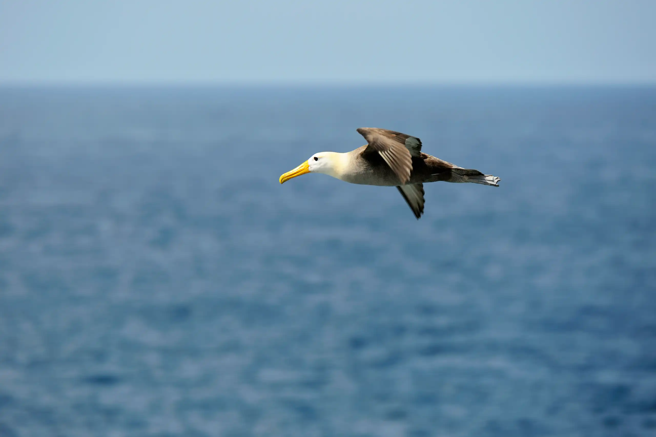 An albatross in flight above a blue sea.