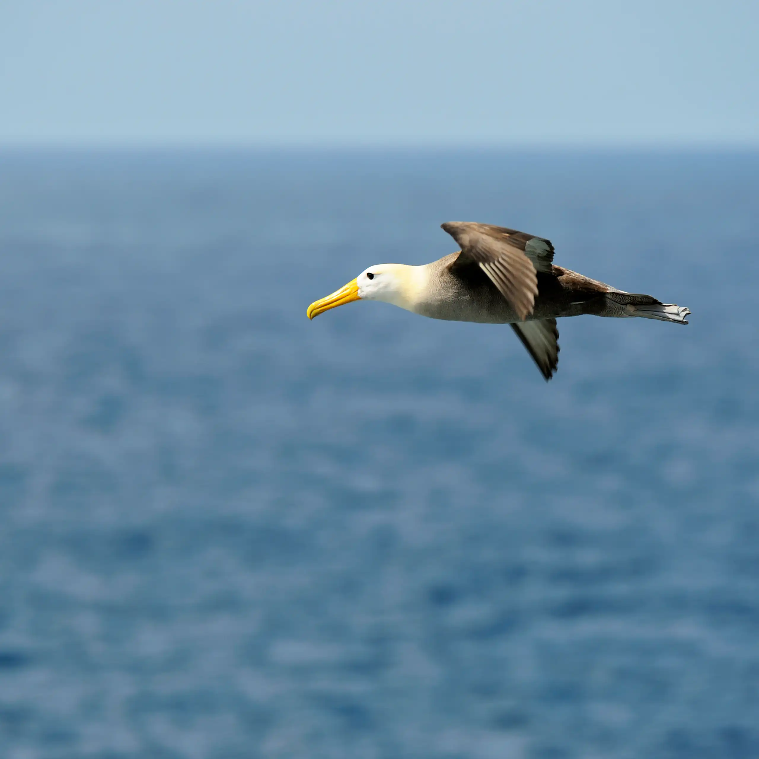 An albatross in flight above a blue sea.