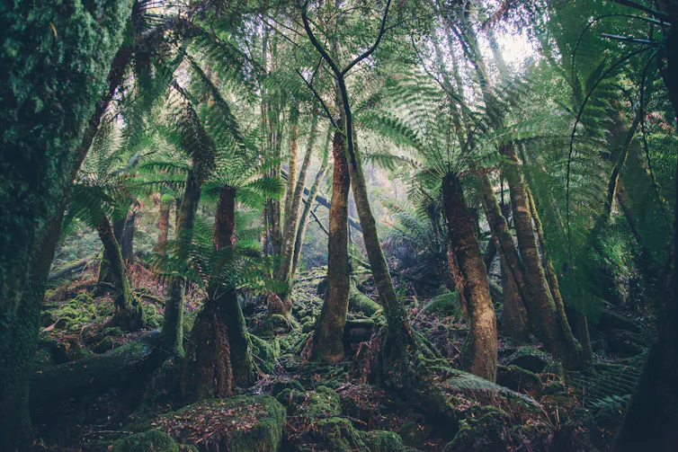 An image of an Australian rainforest with towering tree ferns.