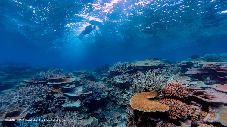 A marine scientist conducts a manta tow and surveys coral reefs.