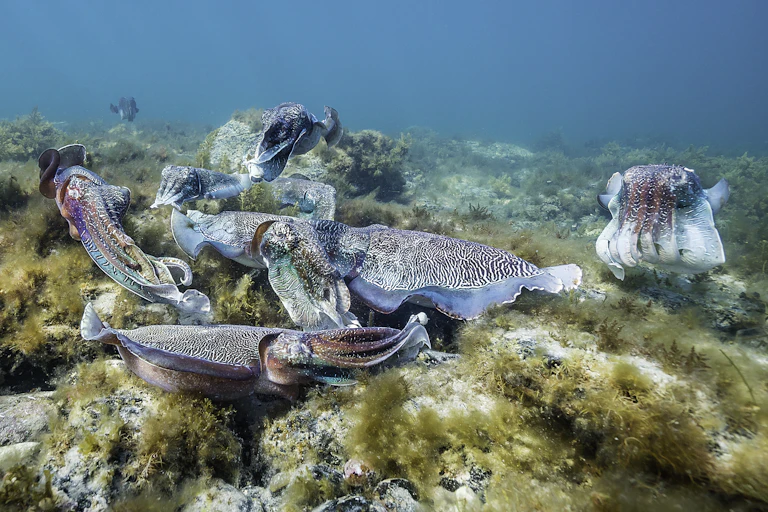 A group of cuttlefish float about the ocean floor.