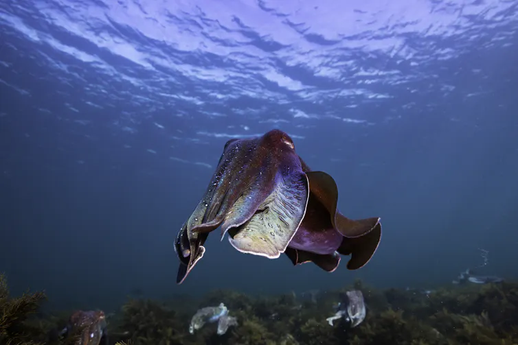 A solitary giant Australian cuttlefish stares at the camera.