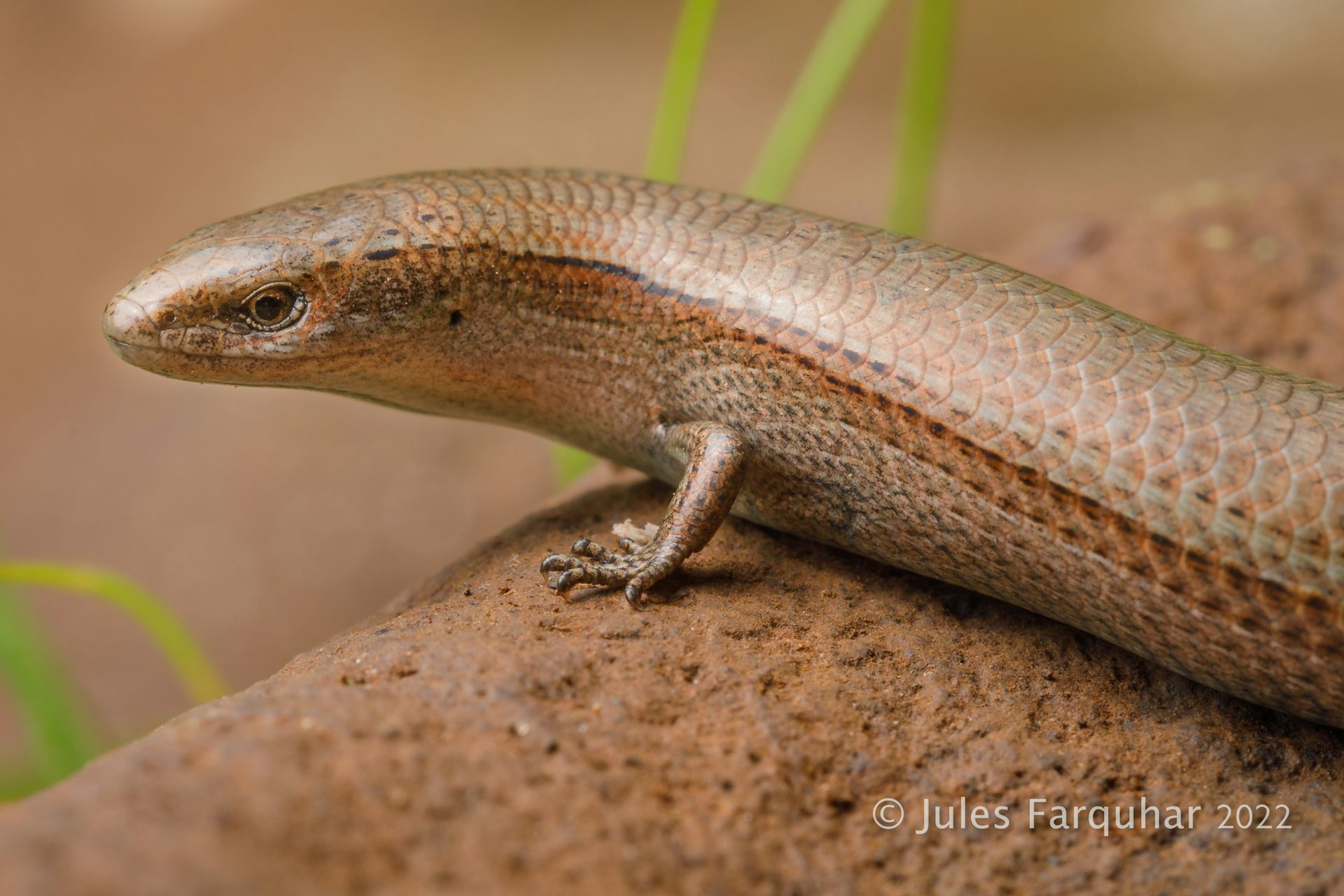 Australia’s lizards and snakes are in far more trouble than we thought. It’s time to act