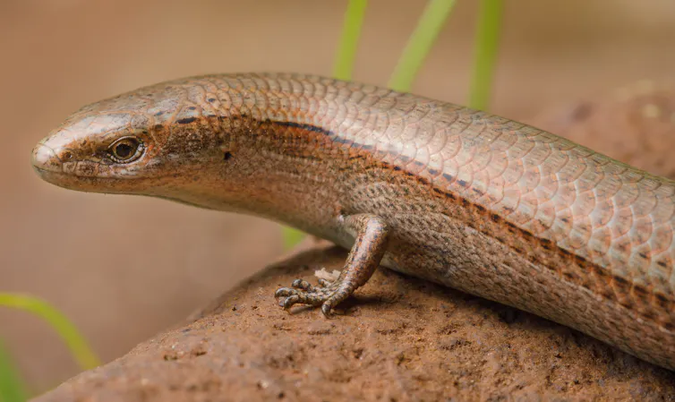 A brown lizard, the long sunkskink - one of Australia's rarest and threatened reptiles - sits on a rock.
