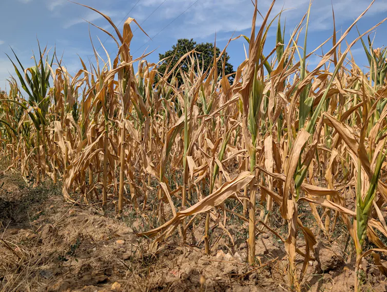 corn field in bad health, heat impact on crops.