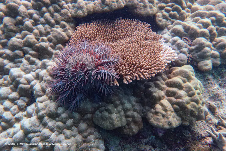 A dark red starfish on coral.