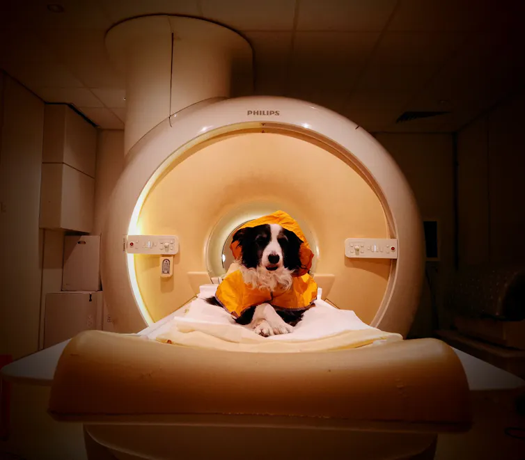 A black and white dog inside a medical scanning facility.