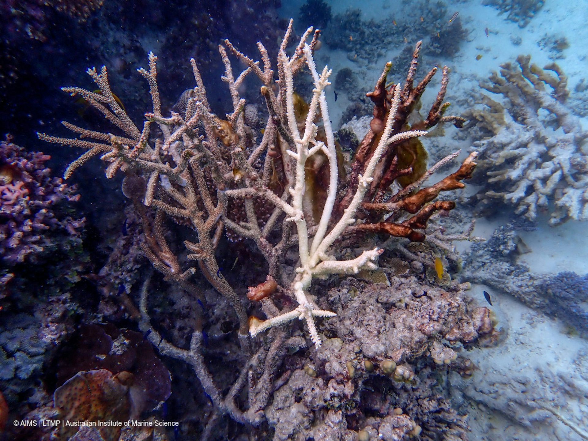 A close-up view of a coral that has low-level bleaching, shown by its white colouring.