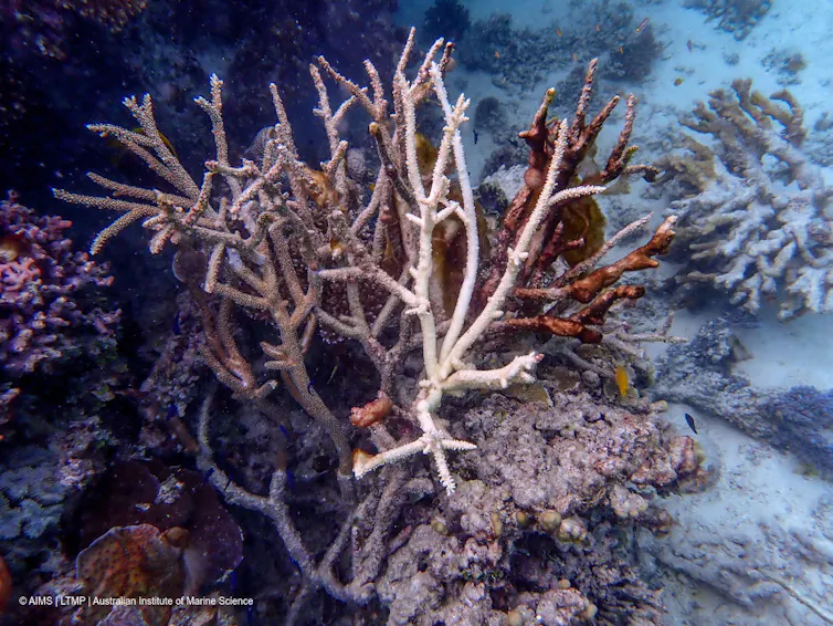 A close-up view of a coral that has low-level bleaching, shown by its white colouring.