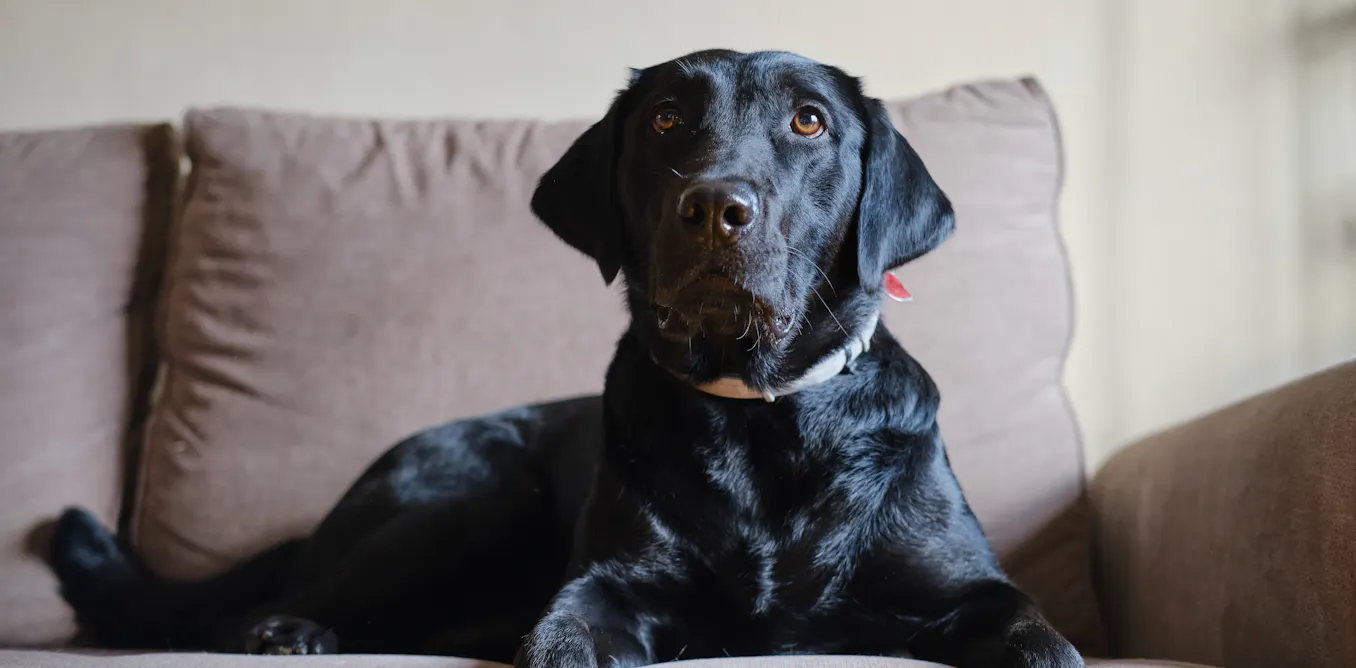 Brain scans provide world-first evidence dogs can distinguish between human fear and sadness Brain scans provide world-first evidence dogs can distinguish between human fear and sadness