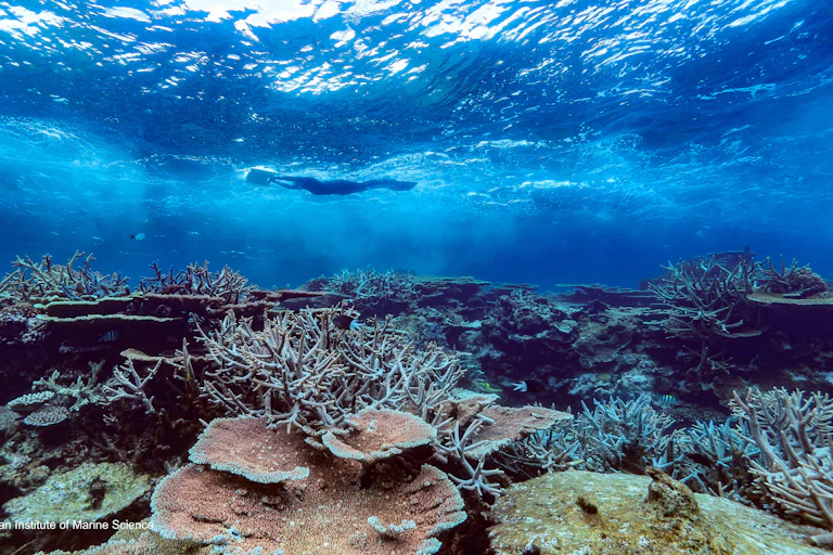 A researcher conducts research underwater in the Great Barrier Reef.