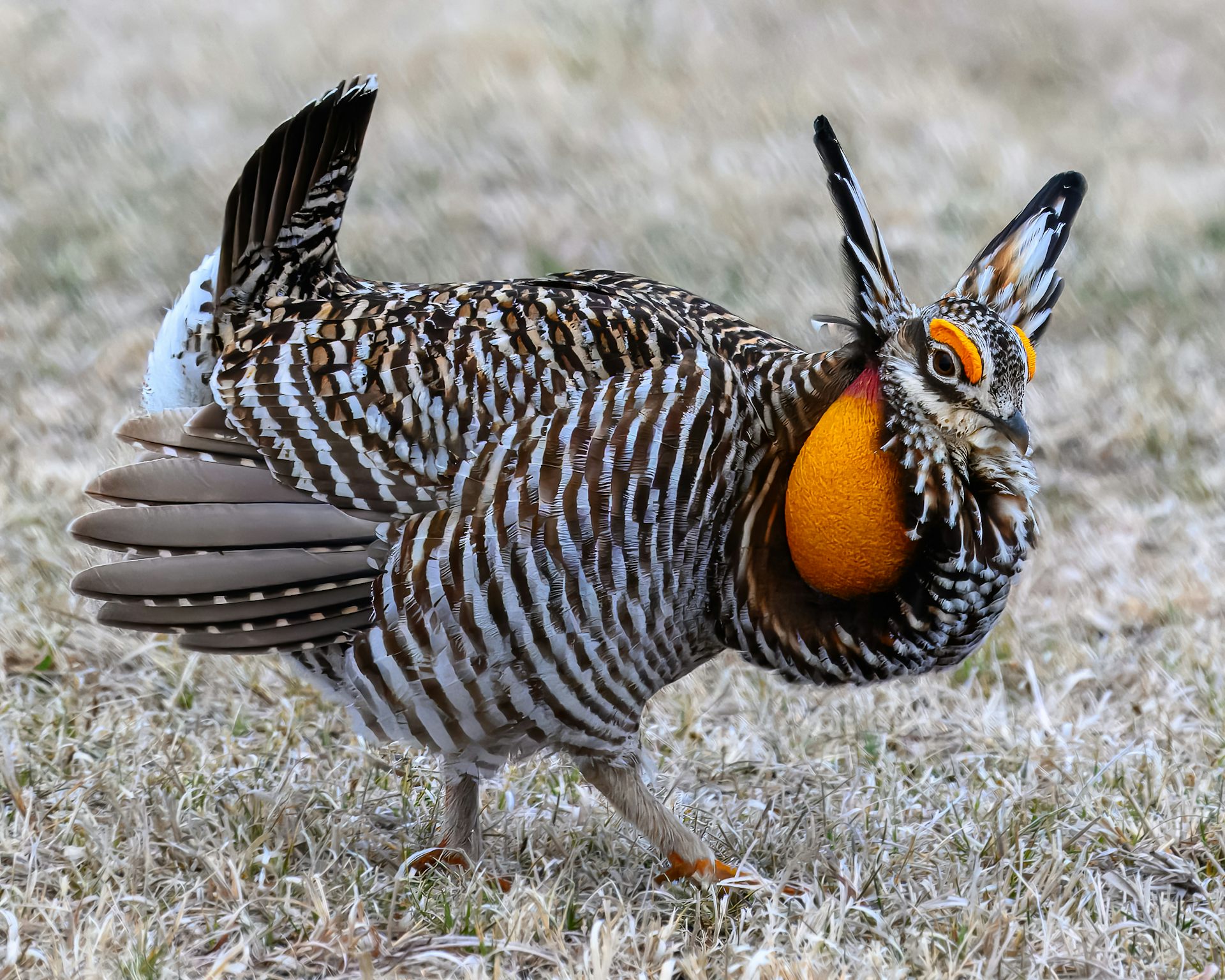 A large Greater Prairie-Chicken with its distinctive brown and orange colouring.