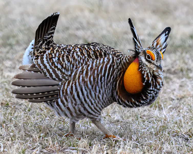 A large Greater Prairie-Chicken with its distinctive brown and orange colouring.
