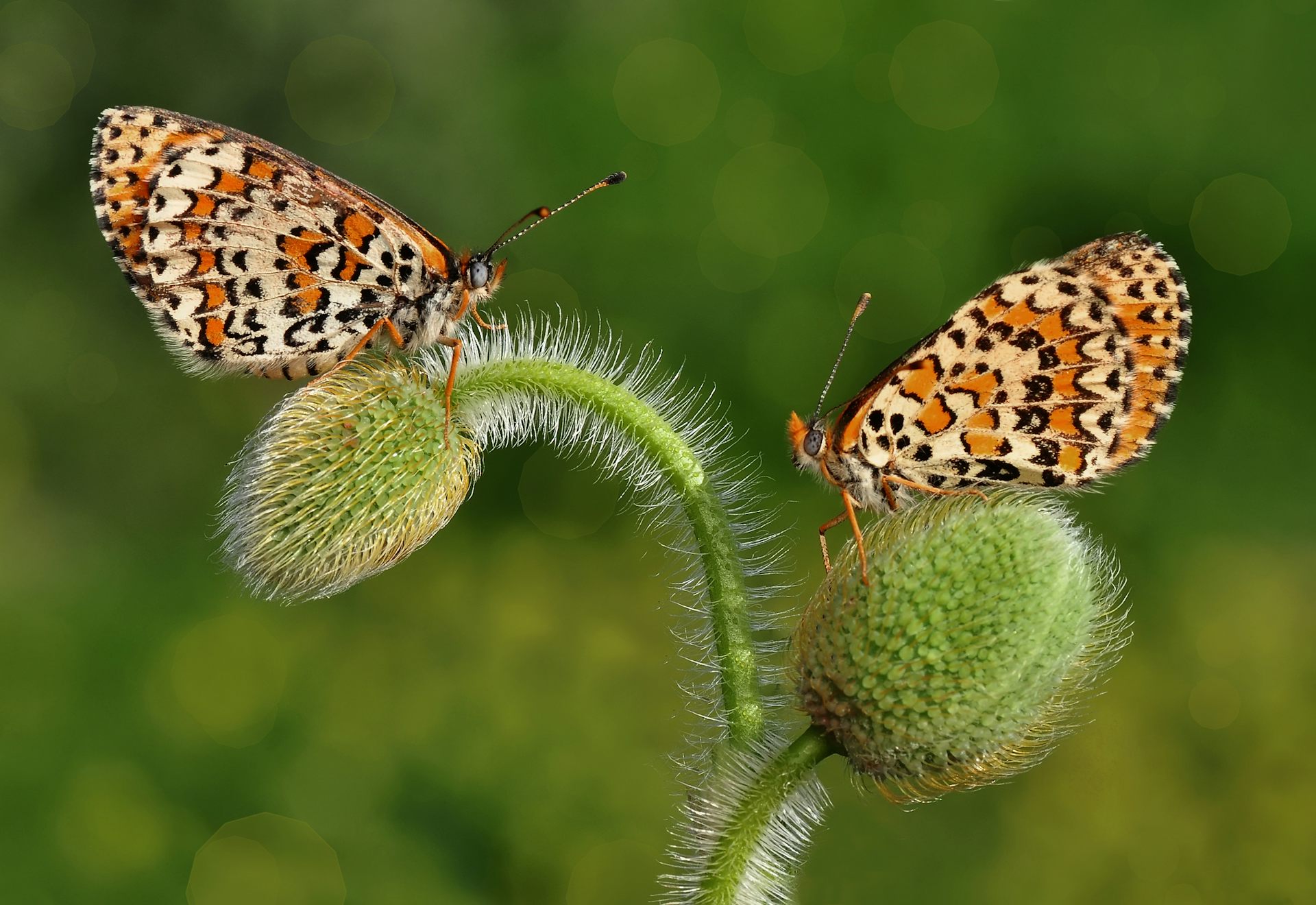 Two orange and white butterflies sit on a plant.