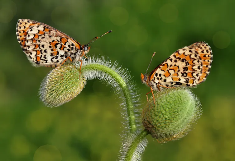 Two orange and white butterflies sit on a plant.