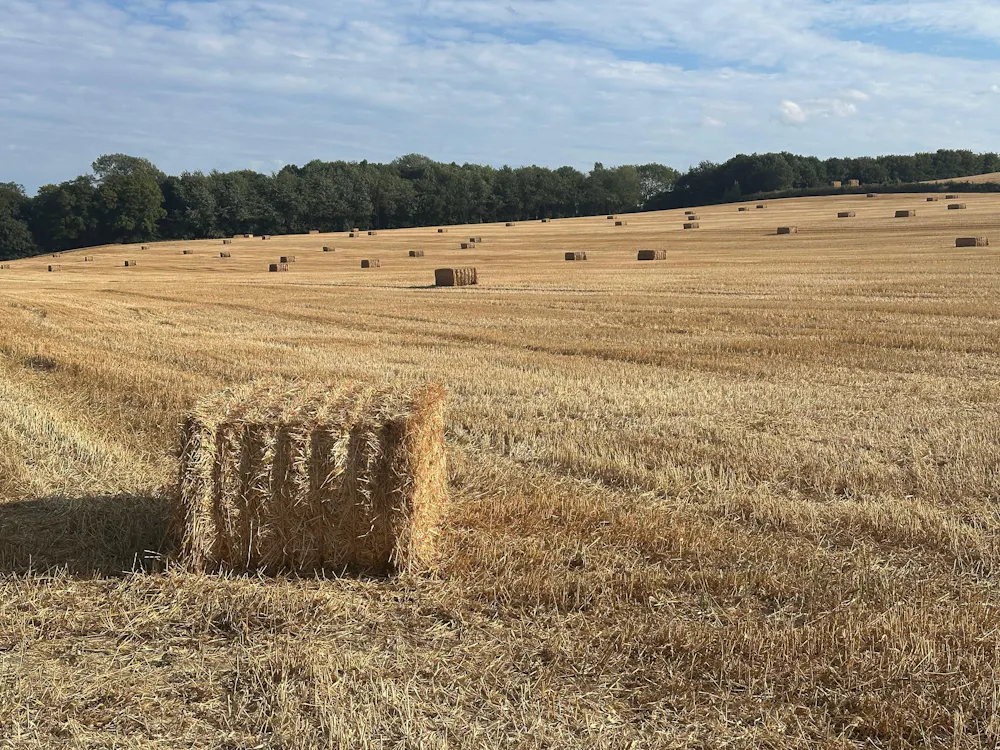 As severe drought hits, the UK's food system faces crisis – here's how to change that