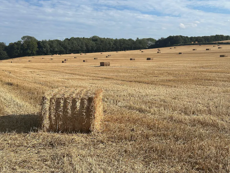 dry field hay bales