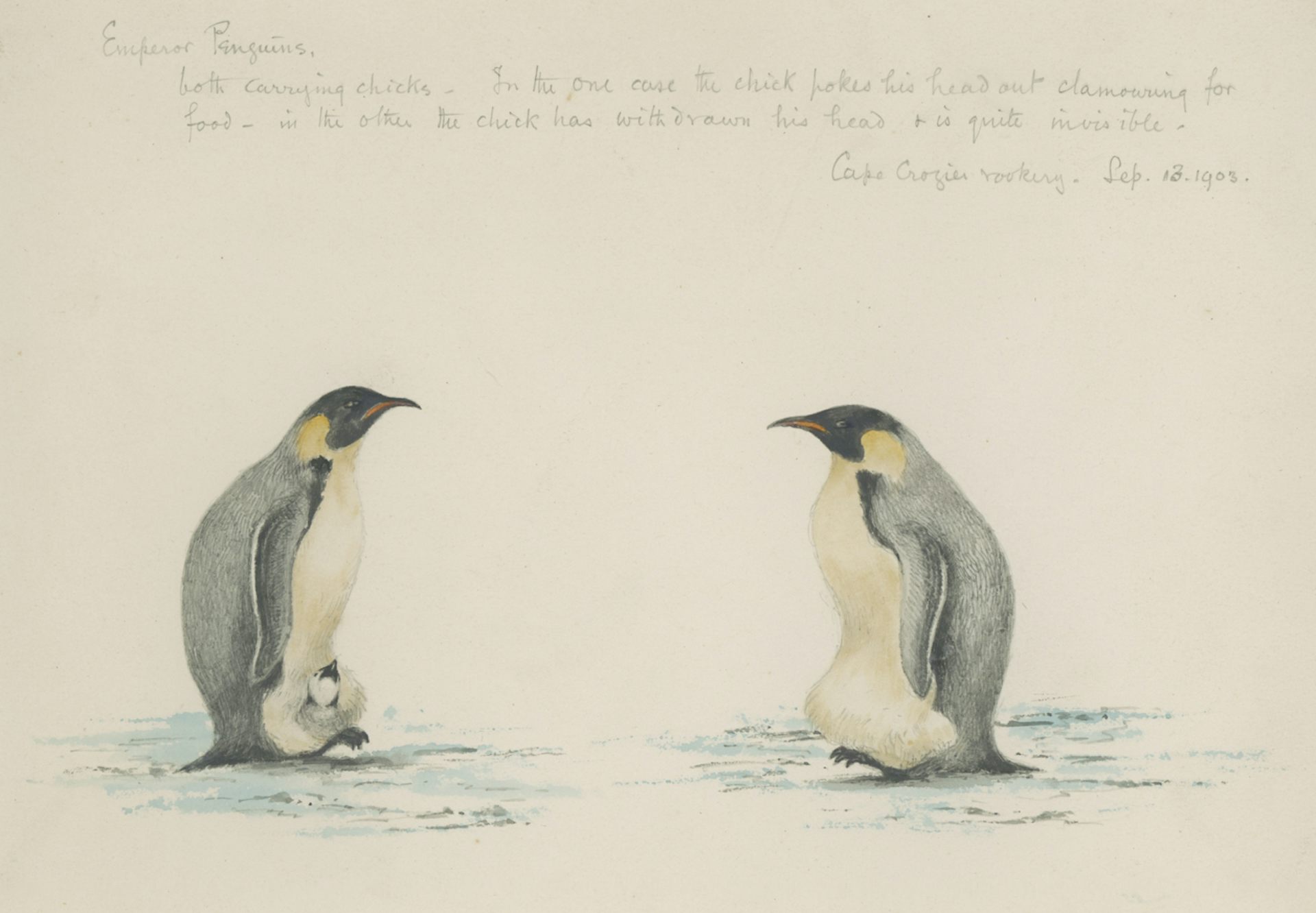 Drawing of emperor penguins by Edward Wilson.
