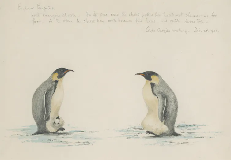 Drawing of emperor penguins by Edward Wilson.