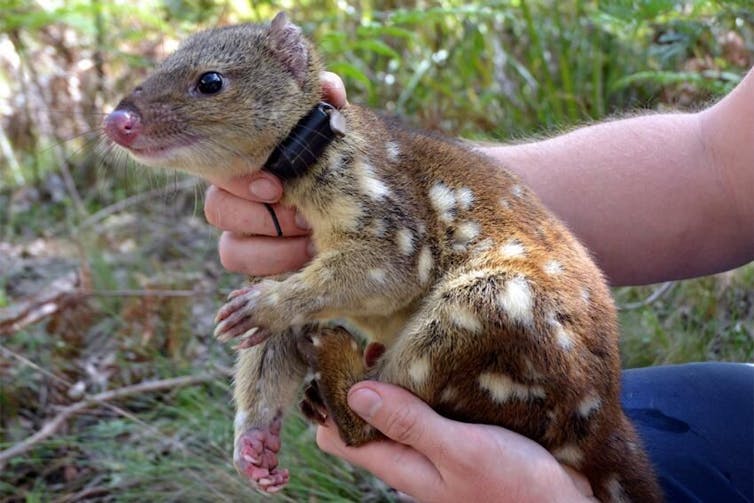 Distill Oswald strømper Pet quolls are practically useless for real-world conservation