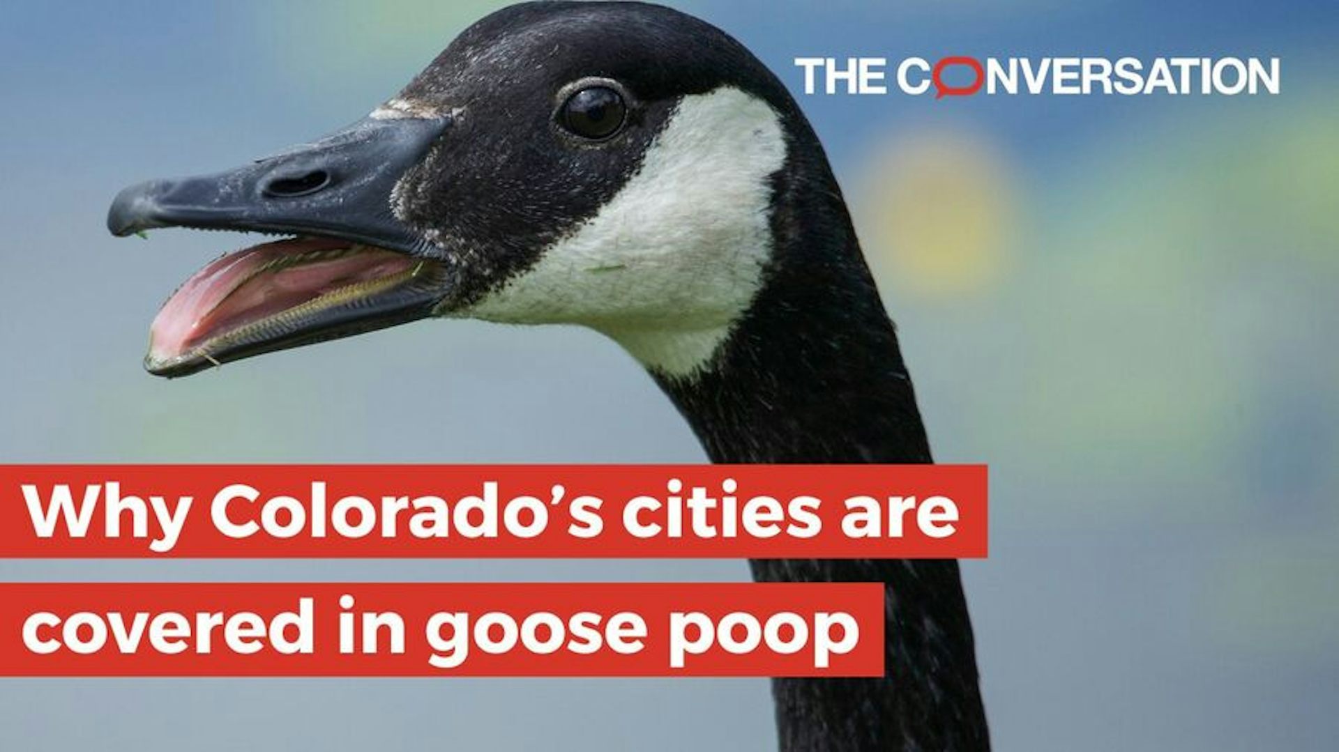 An image of a canada Goose with black and white feathering can be seen opening its mouth as it stares ahead. The text Why Colorado's cities are covered in goose poop is overlaid in white letters and red background. And The Conversation logo is in the top right corner.