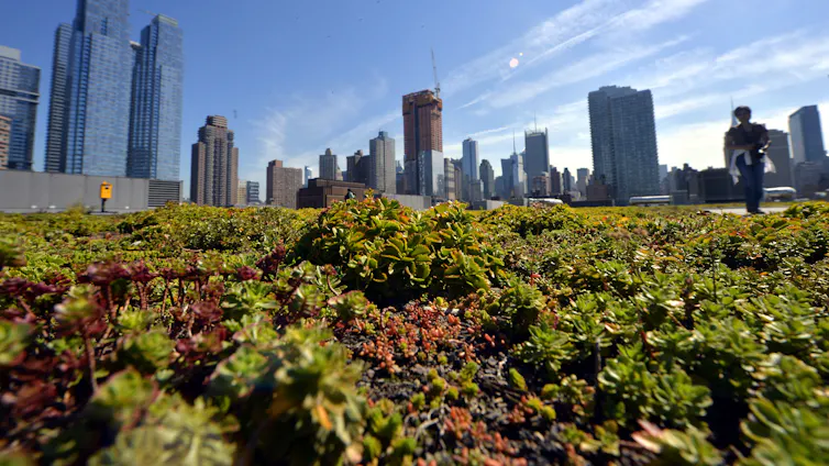 Vegetables and plants grow on a rooftop under a blue sky with tall buildings in the background.