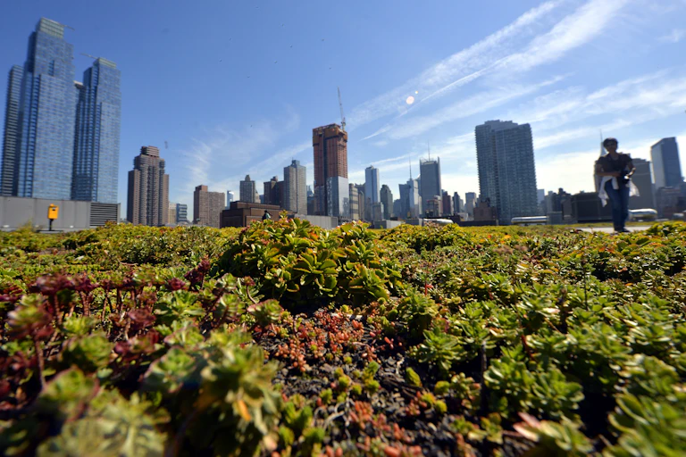 Vegetables and plants grow on a rooftop under a blue sky with tall buildings in the background.