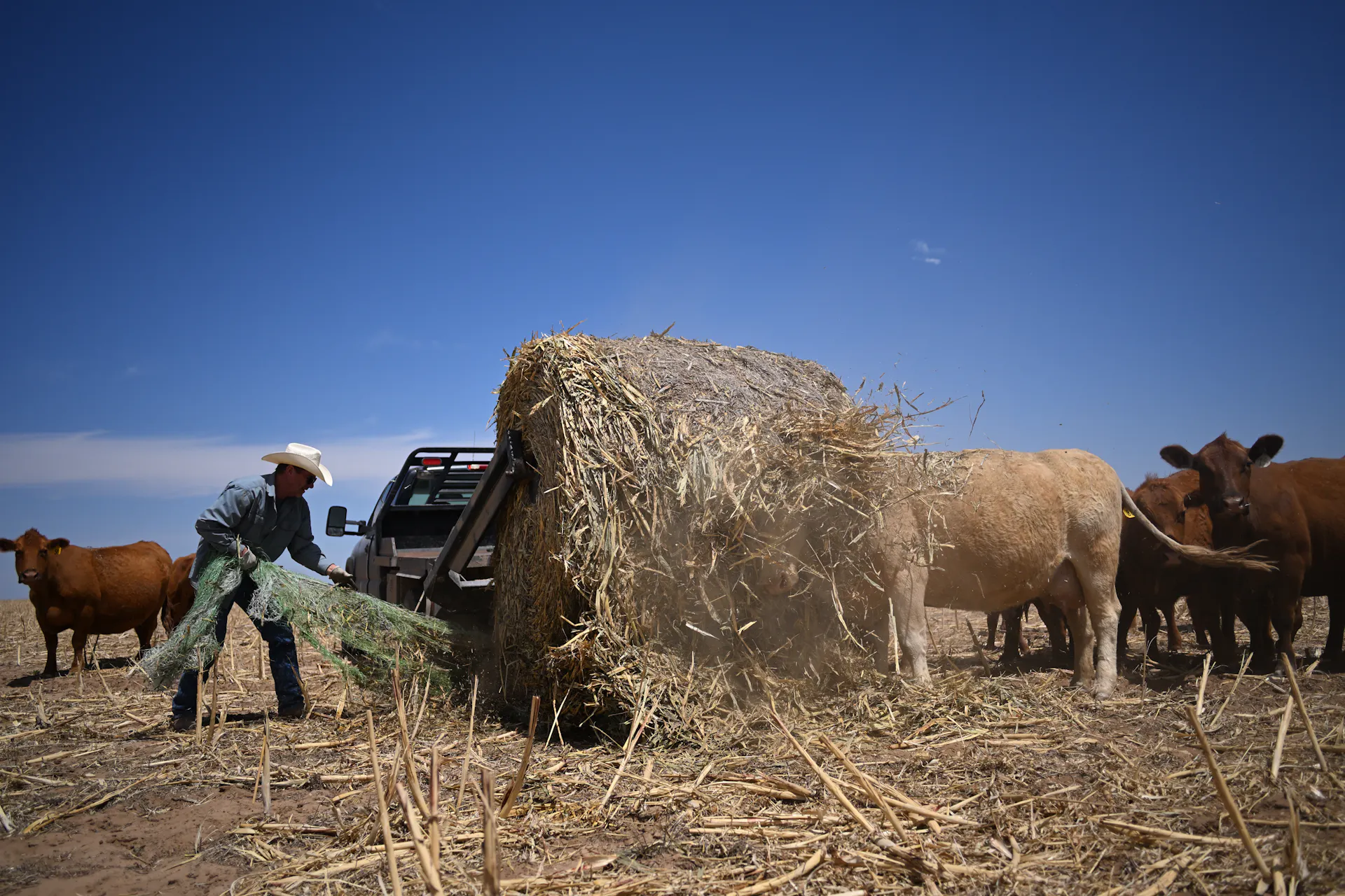 A farmers in hat, boots and long sleeves and jeans drops off hay for cattle.