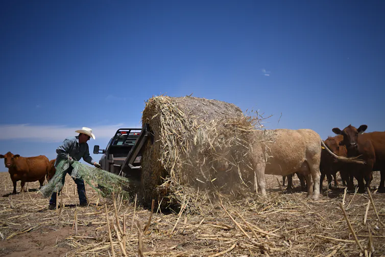 A farmers in hat, boots and long sleeves and jeans drops off hay for cattle.