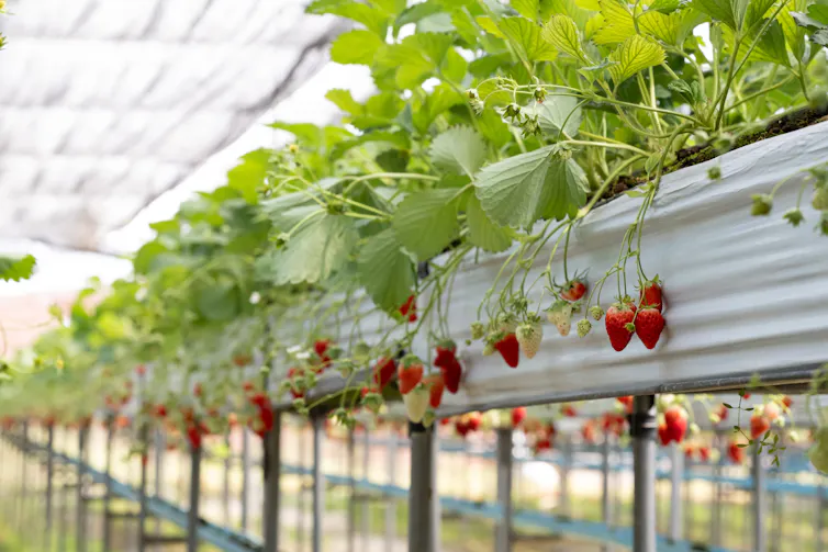 red strawberries growing inside huge greenhouse