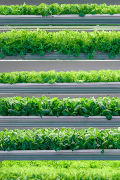 rows of lettuce growing