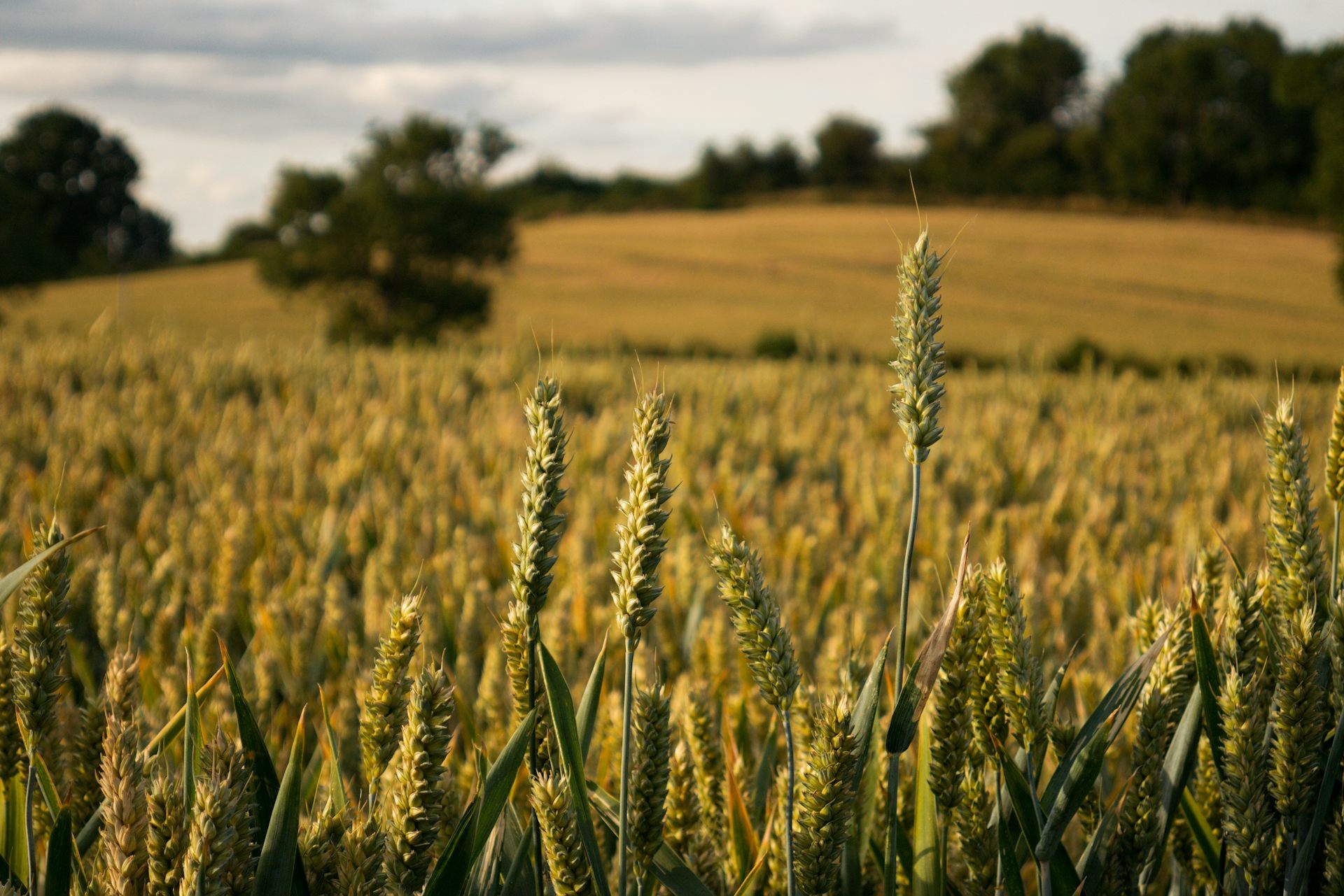 Fields, greenhouses or vertical farms: what is the
best way to grow food in a changing climate?