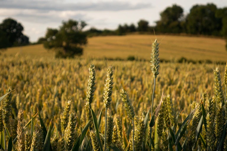 wheat crop, trees in background