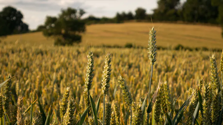 wheat crop, trees in background