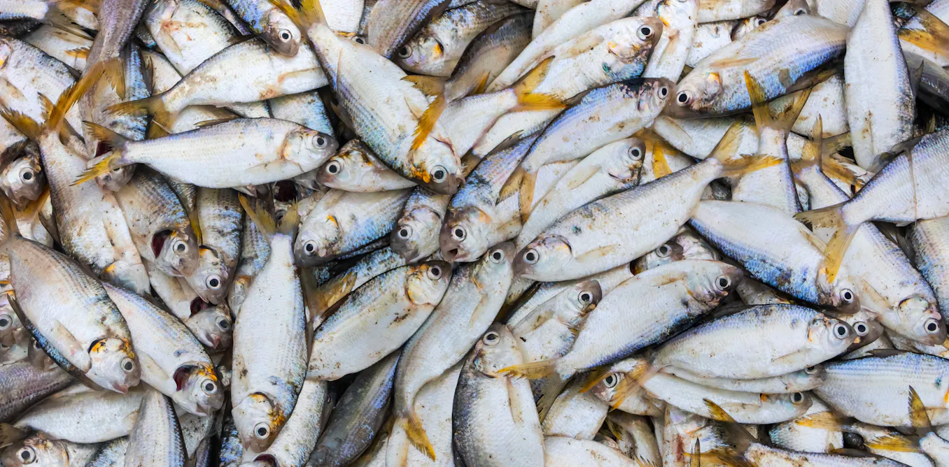 Wild fish are a precious resource – here’s how aquaculture can bolster food security