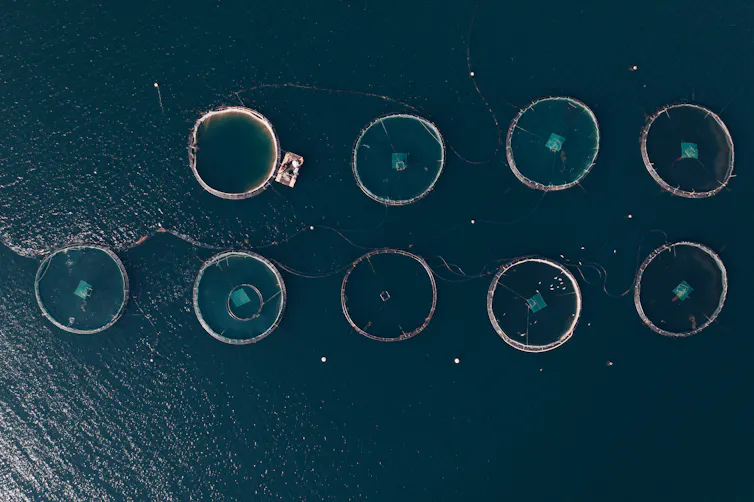 aerial pic of fish farm, nine white circular enclosures in blue sea