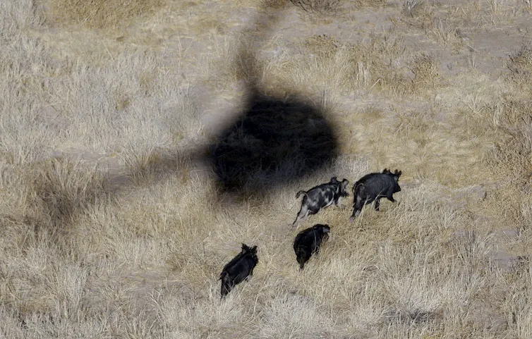 The shadow of a helicopter looms over several hogs traversing grassland.