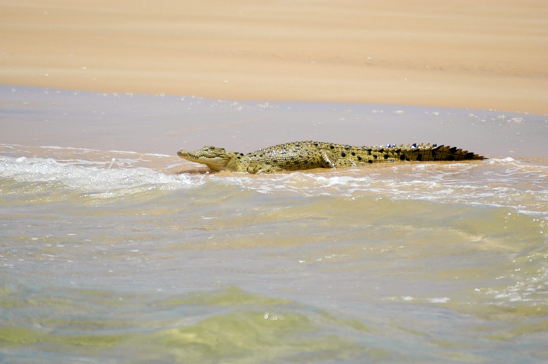 A saltwater crocodile watches from the beach in shallow waves.