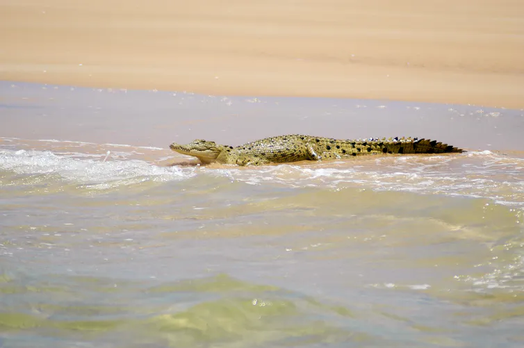 A saltwater crocodile watches from the beach in shallow waves.