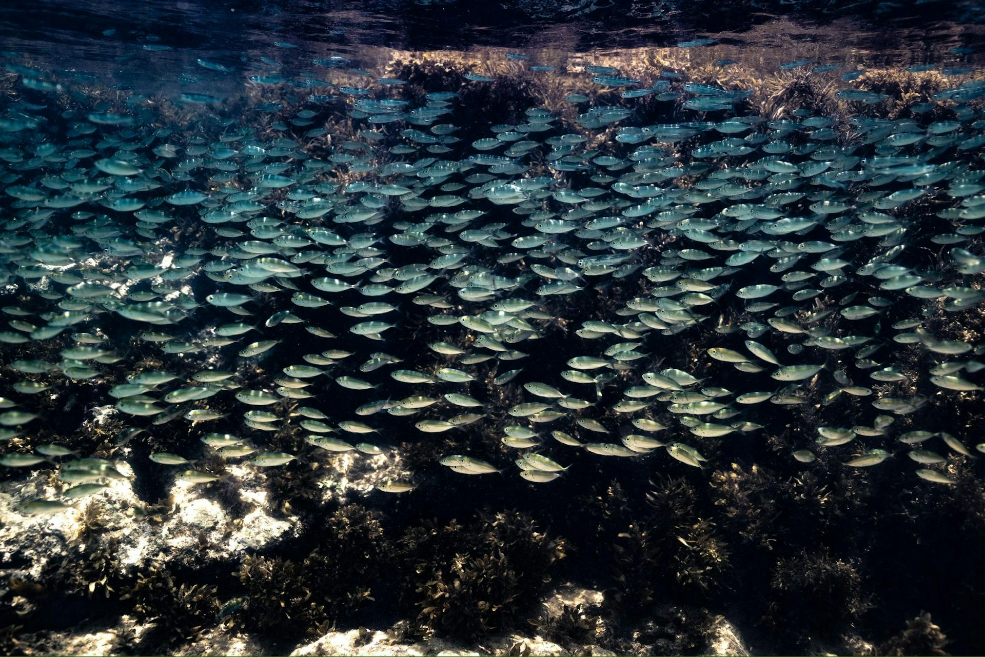 Did you know there’s a vast reef network off the north coast of Australia? Few do – and that’s a problem