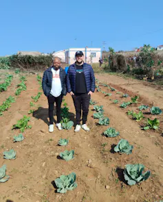 Two men stand in a plot where lines of cabbages are growing