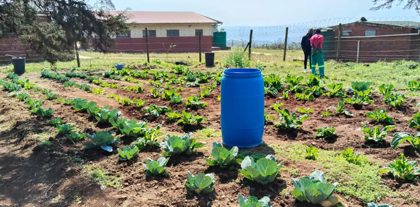 The story of a vegetable garden in rural South Africa shows how communities can drive climate action